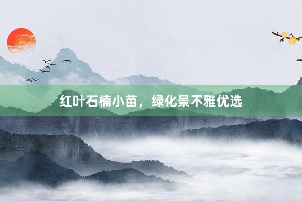 红叶石楠小苗，绿化景不雅优选